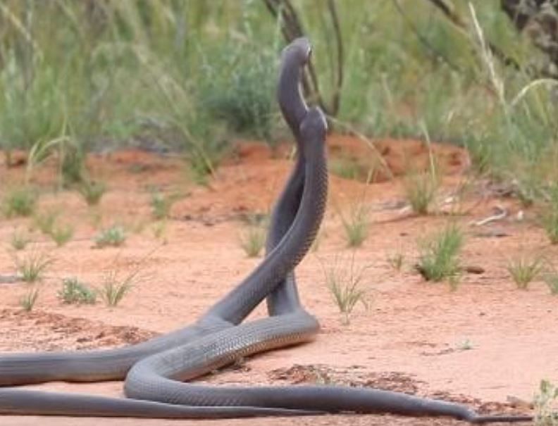 viral video of between two poisonous snake each other