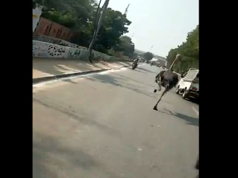 viral video of ostrich running on street users make hilarious comment on it