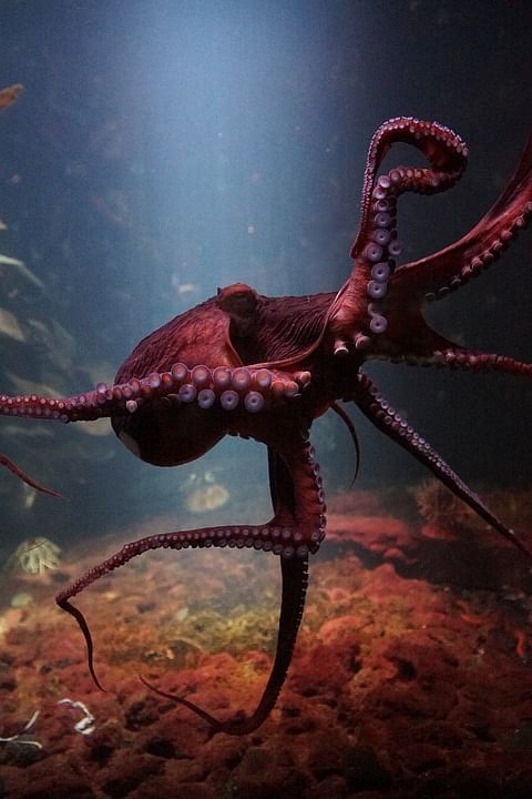    Know some Interesting And Strange Facts About Octopus
