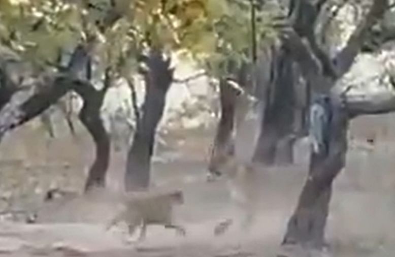 viral video of dog clashed with lion people did hilarious comment on it