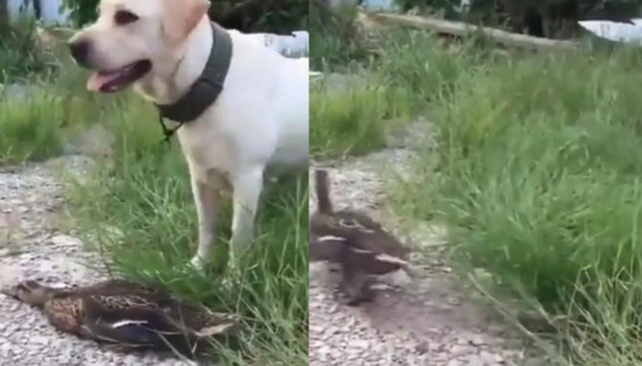 Viral video of pheasant playing dead in front of dog to save his life