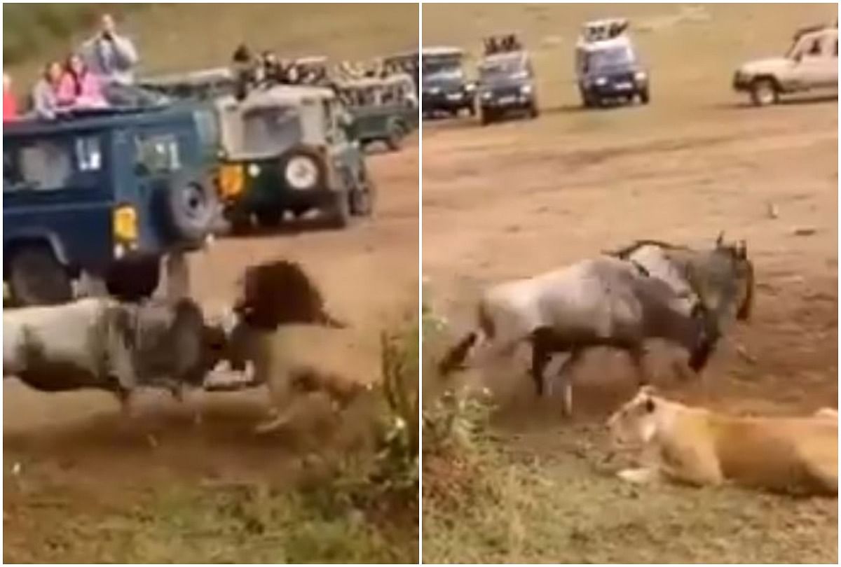 Viral Video of lioness keep waiting for prey and lion came caught prey