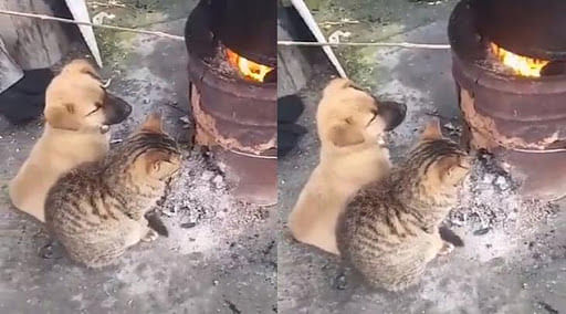 viral video of cat and dog sitting in front of fire to avoid cold people did hilarious comment on it