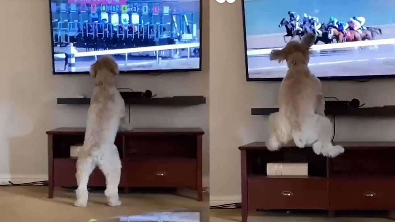viral video of dog watching horse race and Shake his booty like a perfect dancer
