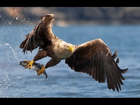 viral video of eagle made a jump on water to drag a fish people will shock after see this