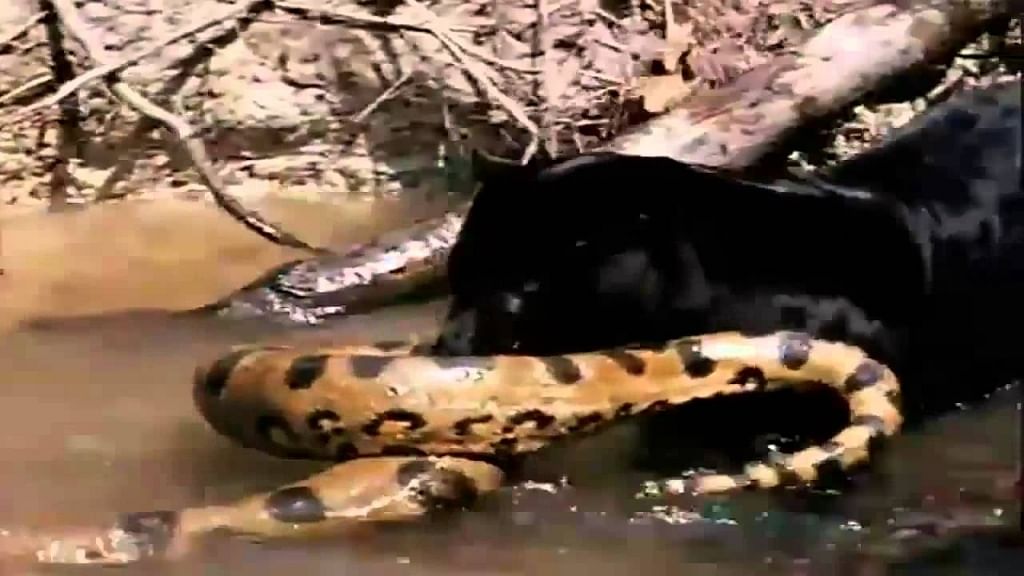 viral video of anaconda fight between jaguar people did hilarious comment on it