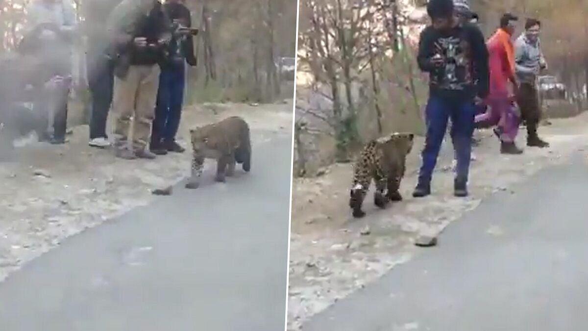Leopard video gone viral