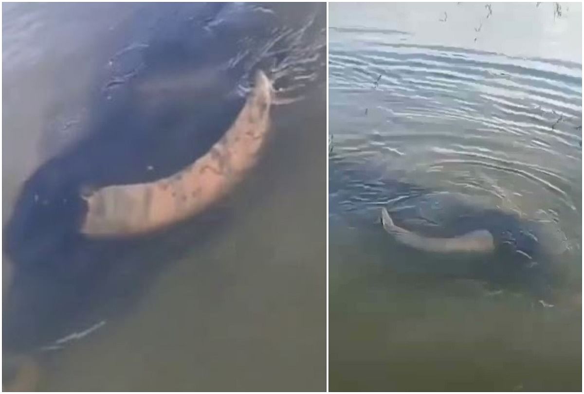 viral video of buffalo swimming underwater like a professional swimmer people will shock after see this