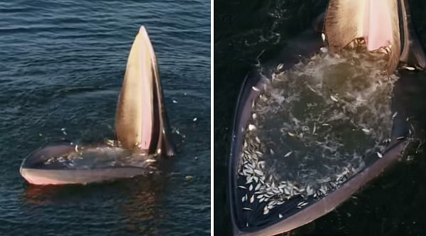 viral video of Edens whale trap people give will shock to see it