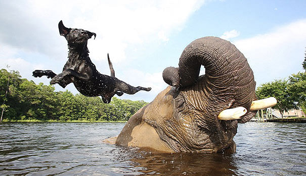 viral video of friendship between elephant and dog people did hilarious comment on it