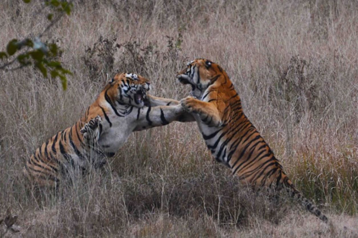 viral video of tigers fight tourist capture this moment people will shock after see it