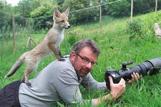 see some viral photos where wild animals interrupting wildlife photographers
