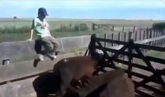 viral video of child who kicked buffalo and animal take revenge in superb way