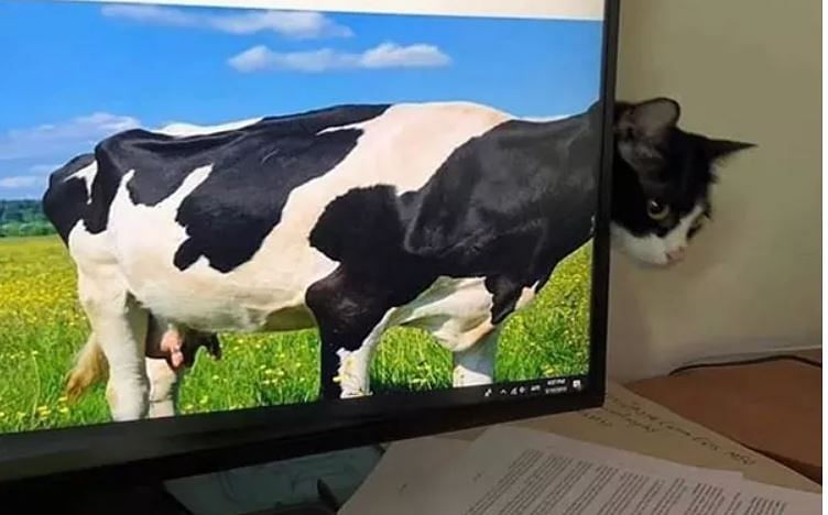 viral photo of perfect timing where cat and cow got mixed people did hilarious comment
