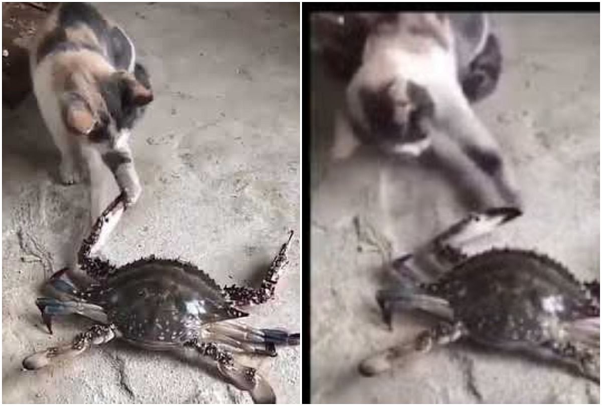 Viral video of cat who teasing crab see what will happen next