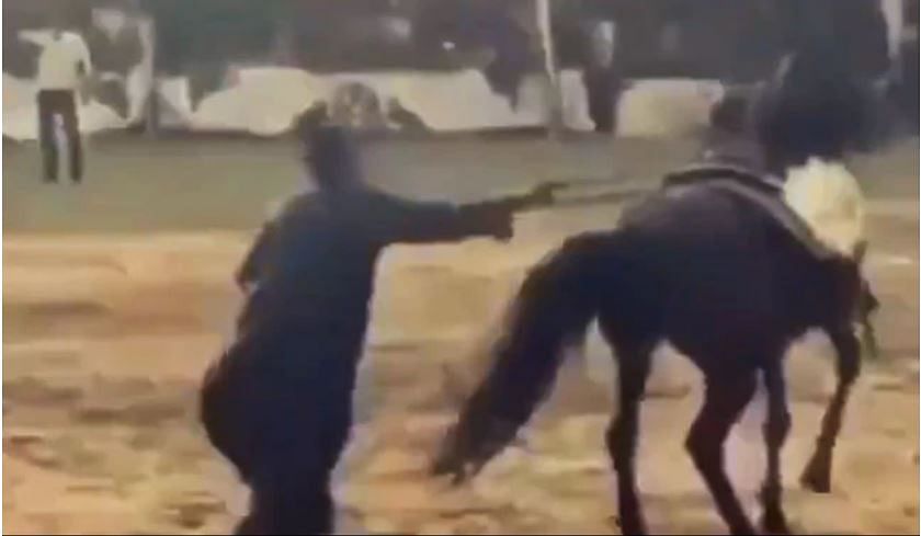 viral video of dancing horse kick his owner people give funny reaction on it