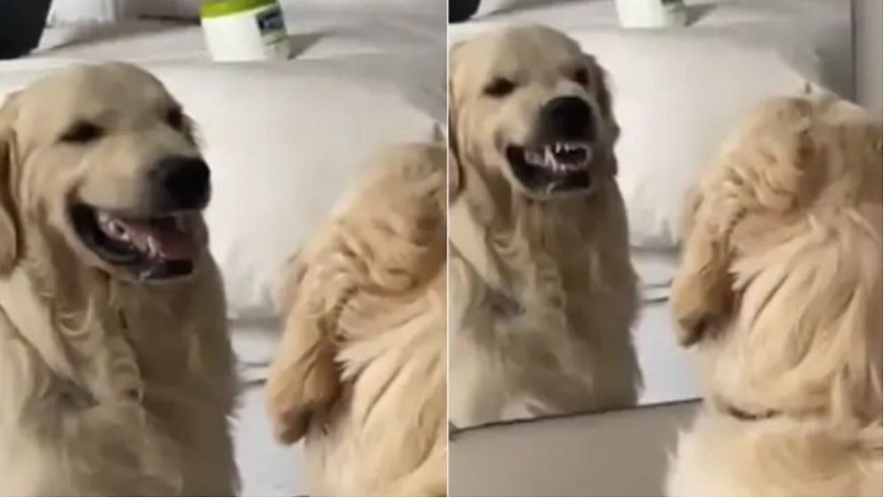 viral video of dog who make scary face in front of mirror people give hilarious reaction on it