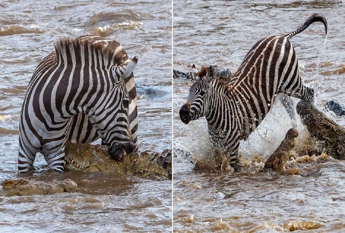 viral video of crocodile who attack on zebra people says save life by luck