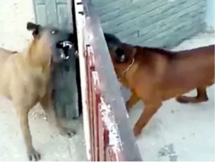 viral video of dogs barking in behind gate see what happen next people did hilarious comment on it