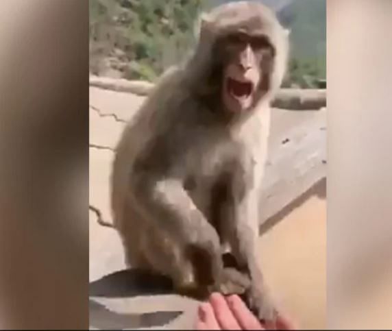 viral video of man who come in front of monkey with empty hand animal see and got angry