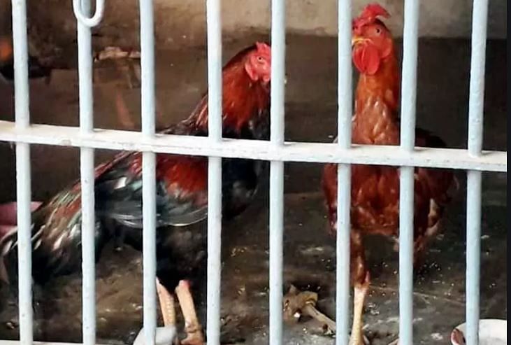 know the story of telangana roosters who behind bars because of roosters