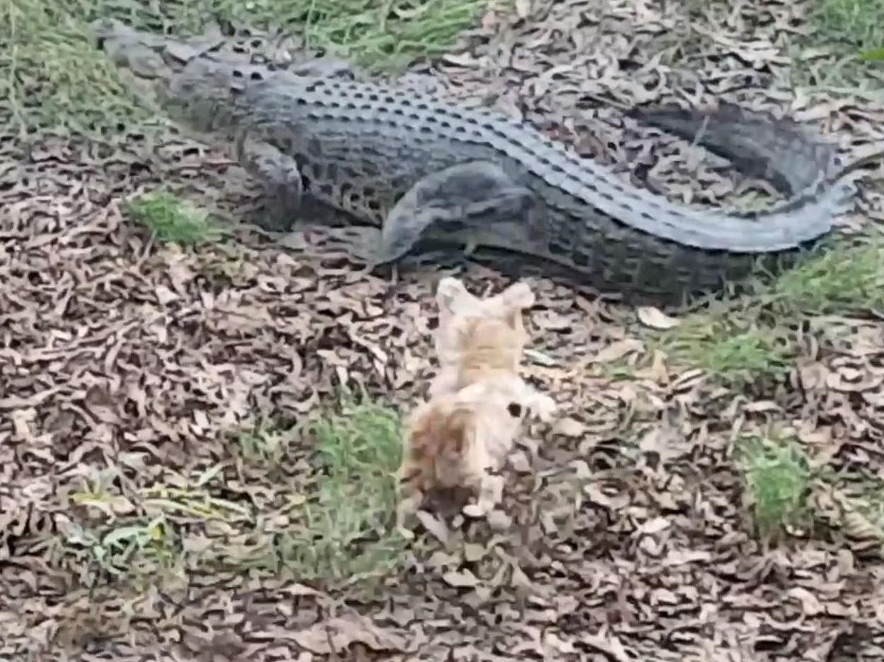 viral video of puppy and a crocodile people did hialrious comment on it