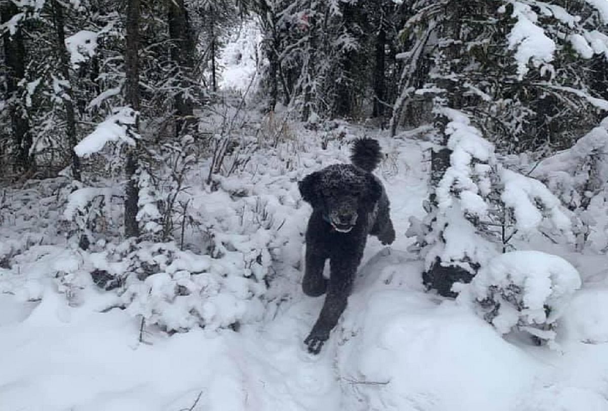 Viral photo optical illusion picture is this man or an animal into snow
