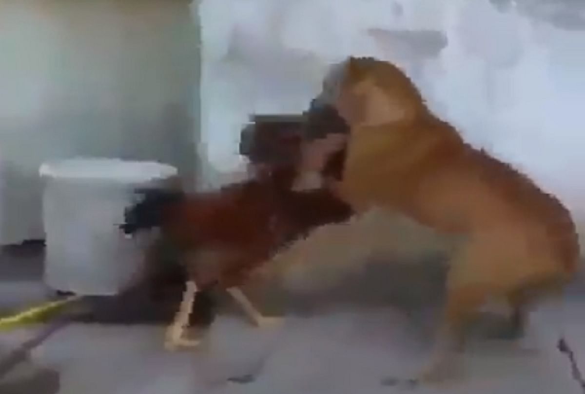 Viral Video fight between Dog and chicken