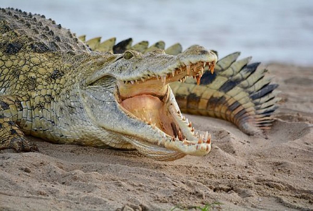 Viral Video 2021 Huge Crocodile eating a small shark fish