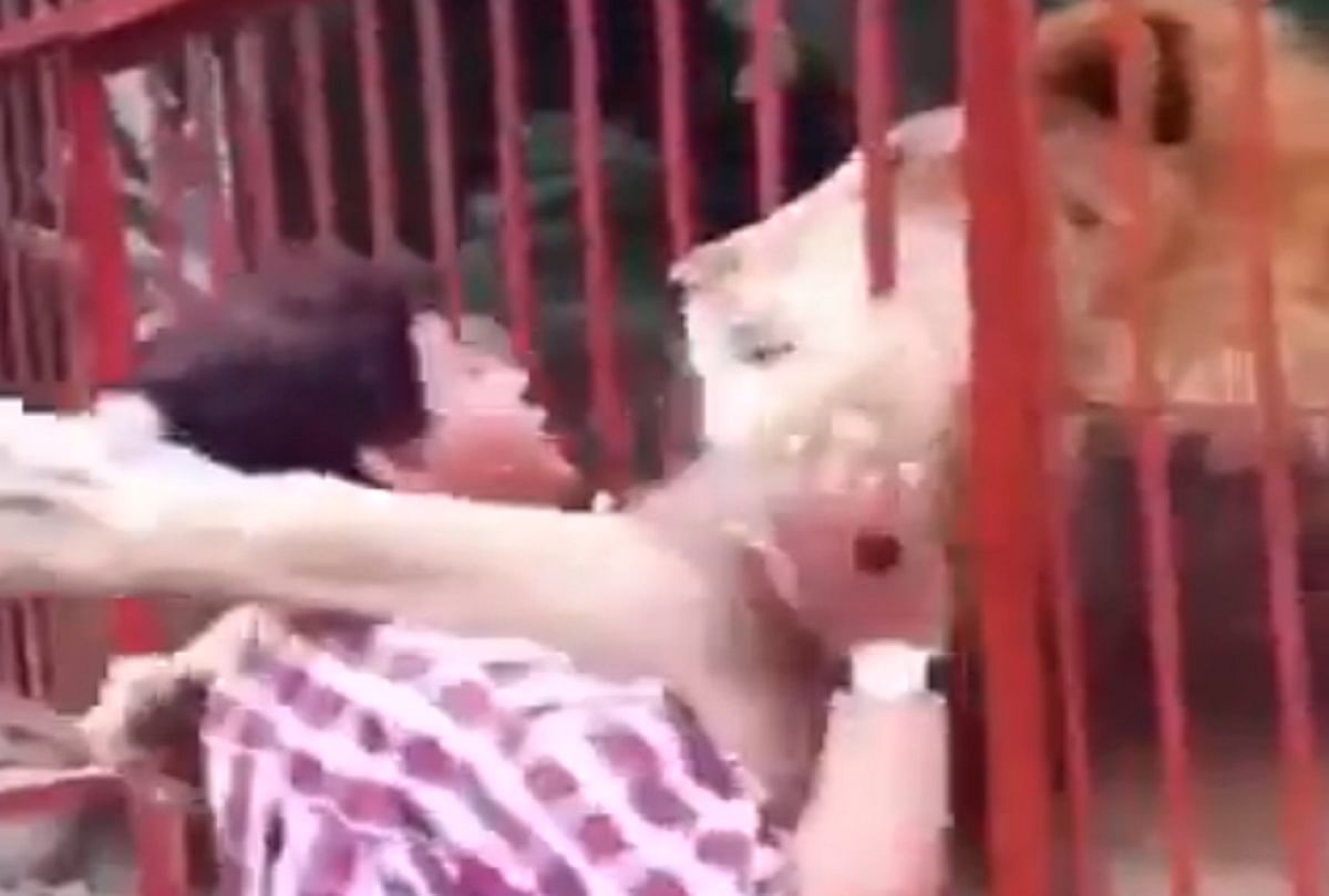 Viral Video 2021 A lion quickly caught the woman and then did something