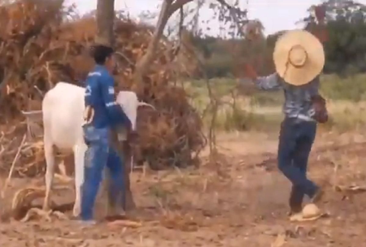 Viral Video 2021 cow attack on people who saved him