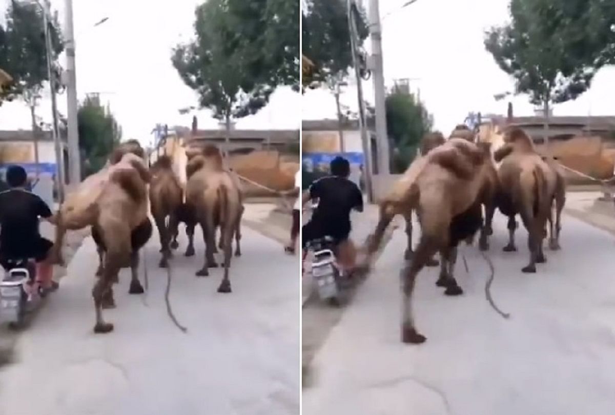 Camel kicked a Bike rider man video viral on social media