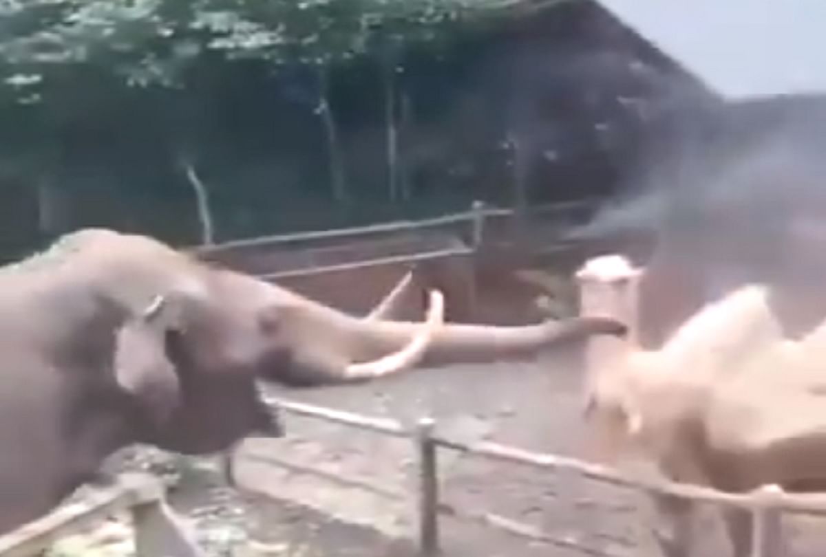 Elephant and camel funny video viral on social media