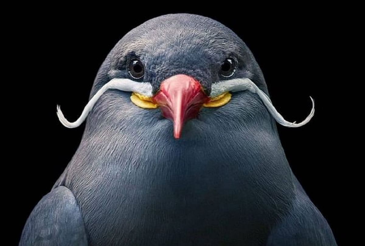 A Bird Mustache pic viral on social media