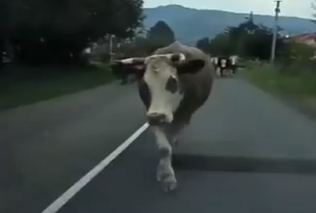Cow catwalk on the road video viral on social media