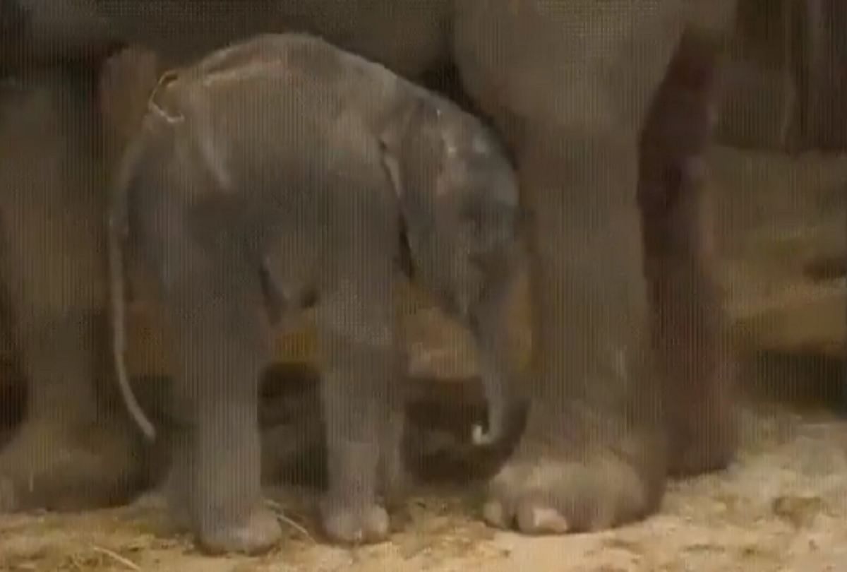 Elephant baby Sleeping while standing video viral on social media