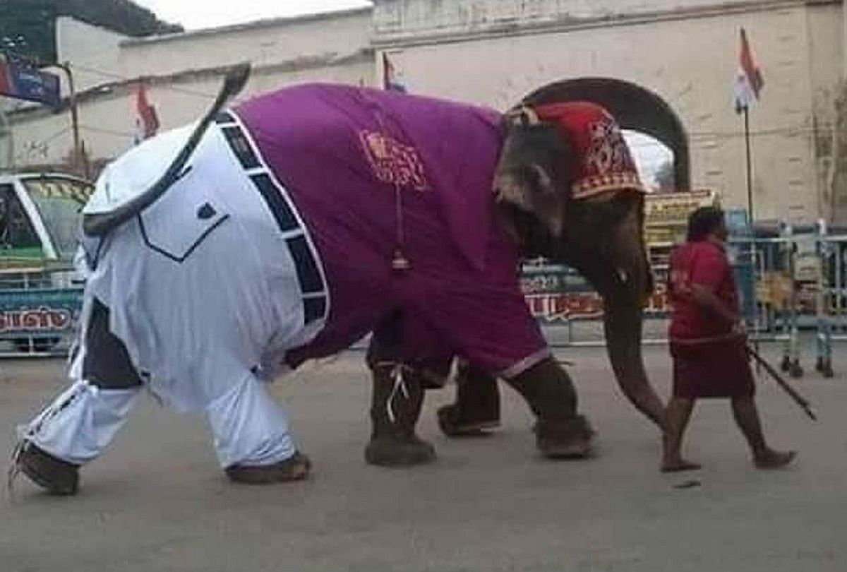 elephant wearing pant shirt and going on the road pic viral on social media