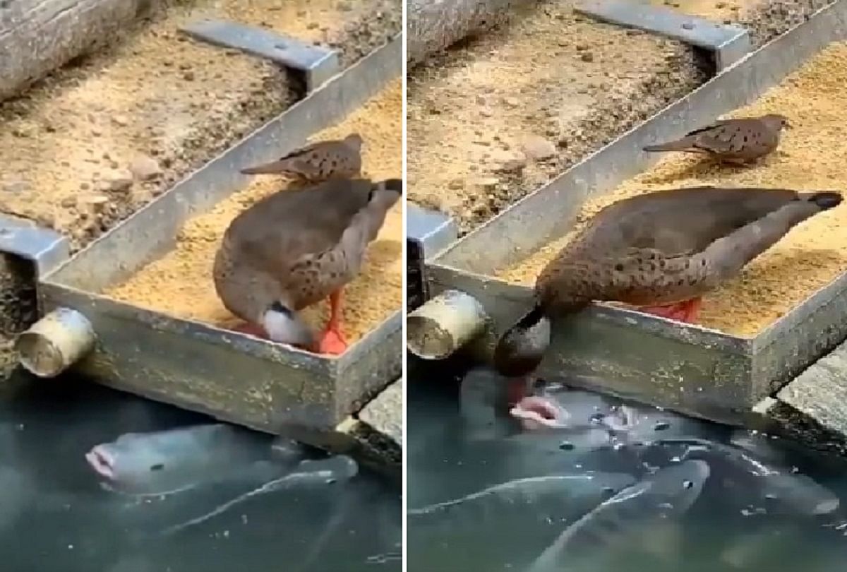 Duck feed fishes video viral on social media