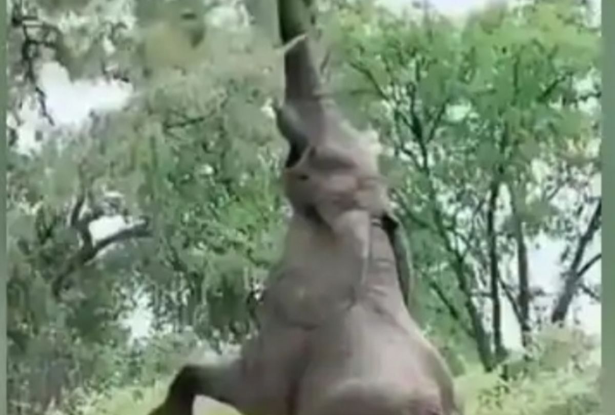 elephant spotted doing urdhwa hastaman yoga, you will be amazed after watching the video