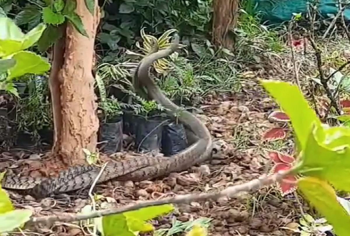 Two snakes fight shocking video viral on social media