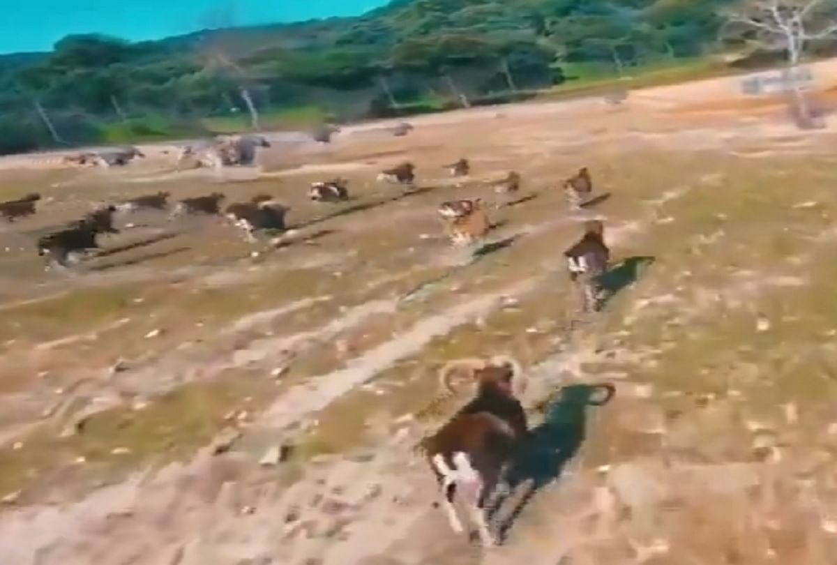 Animal Kick Out a Drone video viral on social media