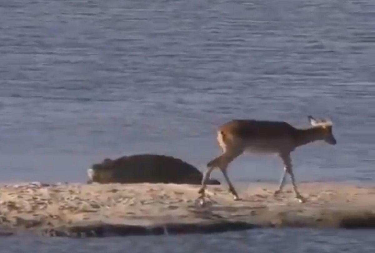 crocodile attack on deer video viral on social media