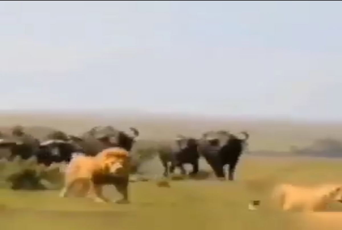 lion fled after seeing the herd of buffalo, see what happened next
