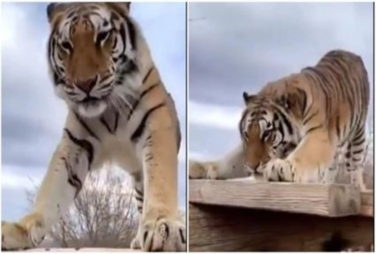 Have you ever seen a tiger doing push ups