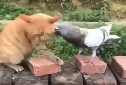 कबूतर और बिल्ली की लड़ाई