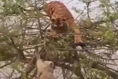 बाघ, बंदर पर हमला कर रहा है