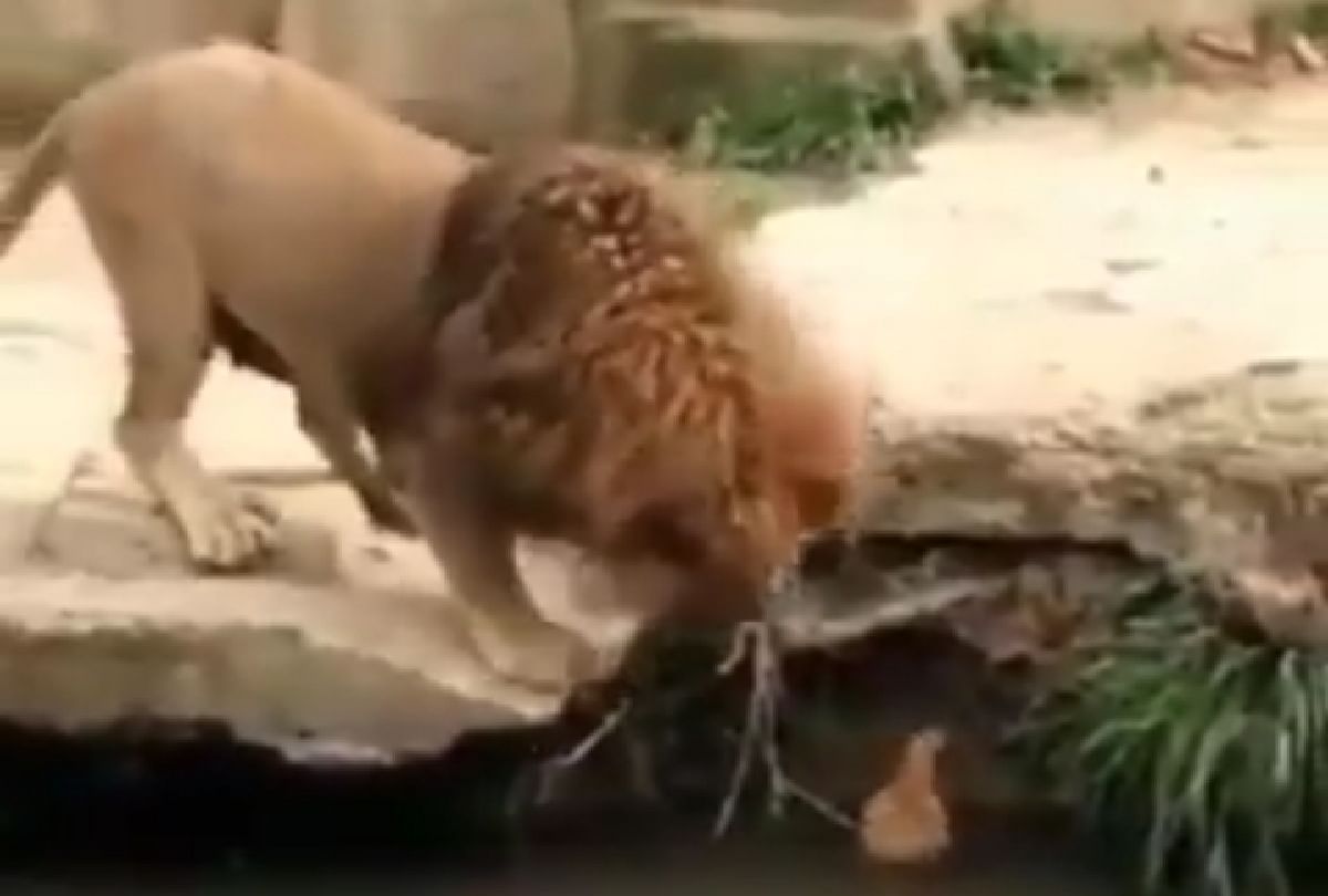 The lion loved the duck floating on the river by touching it with its claws