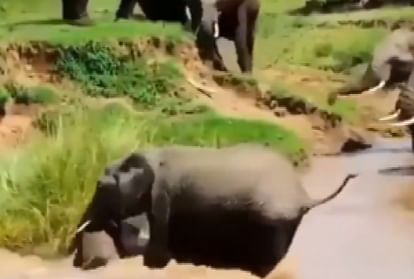 हाथियों का झुंड हाथी के बच्चे की जान बचाता हुआ