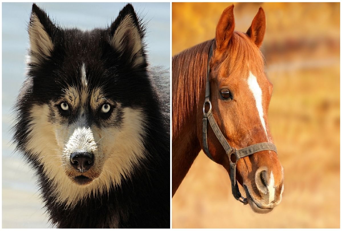 Poland government will give pension to dogs and horses