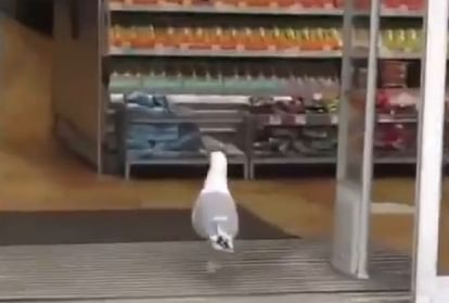चिड़िया शॉप में चिप्स का पैकेट चुरा रही है